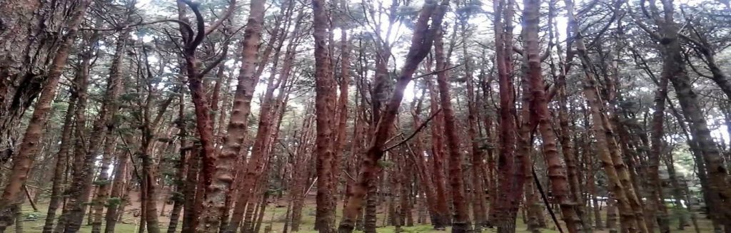 Pine Forest - Kodaikanal